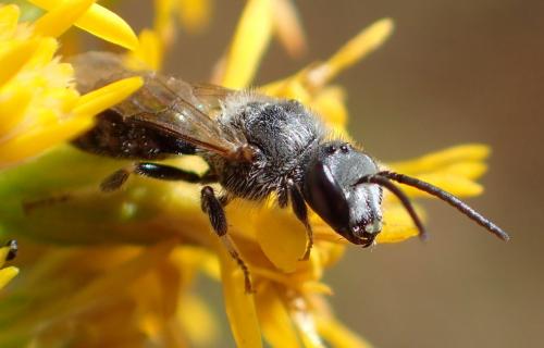 Lasioglossum sp.
